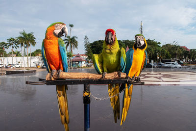 View of parrot perching on wooden post in water against sky