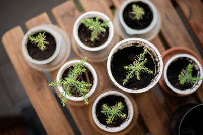 Close up of potted sequoias