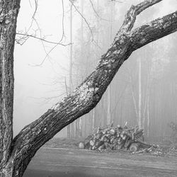 View of tree trunk in forest