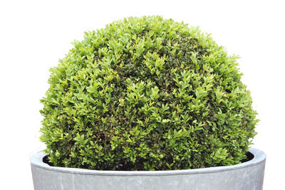 Close-up of plant against white background