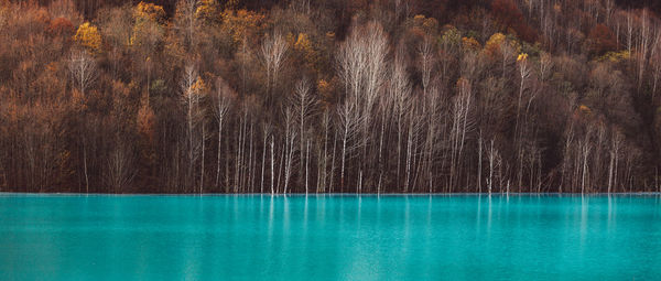 Scenic view of lake by trees