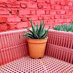 Close-up of plant growing on wall