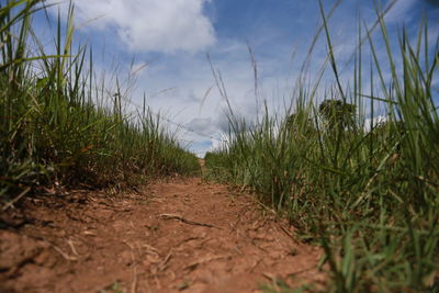 Plants growing on field against sky