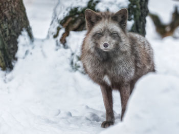 Wolf standing on snow field during winter