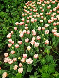 High angle view of pink flowering plants