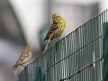 Close-up of bird perching on metal fence