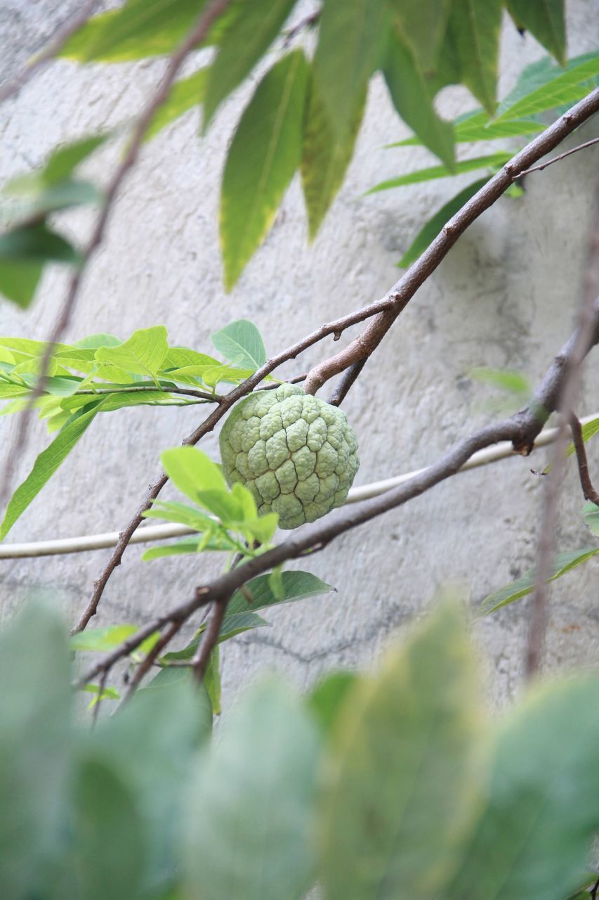 green, plant, branch, leaf, plant part, tree, nature, no people, flower, food, food and drink, produce, growth, day, selective focus, outdoors, close-up, fruit, animal wildlife, animal themes, animal, healthy eating, freshness, wildlife, parakeet, beauty in nature