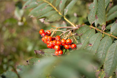 Close-up of red berries growing on plant