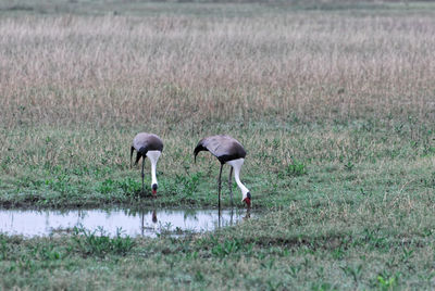 View of birds on field