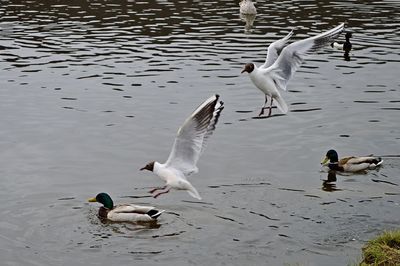 Ducks swimming in lake