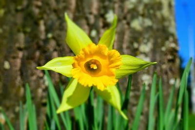 Close-up of yellow flower