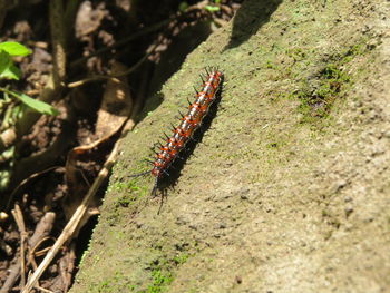 High angle view of caterpillar on rock during sunny day