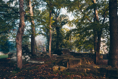 Trees in forest