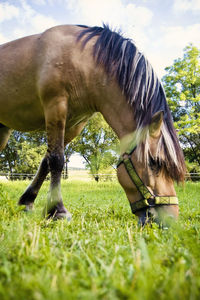 Horse grazing on field