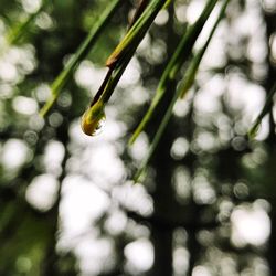 Close-up of water drops on tree