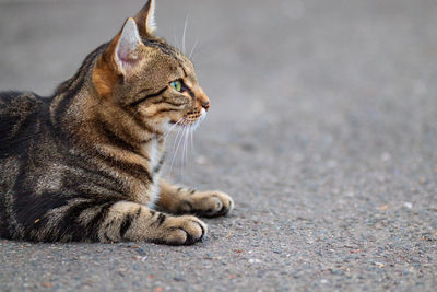 Close-up of a cat looking away