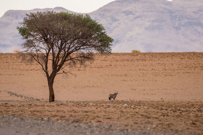 View of a desert