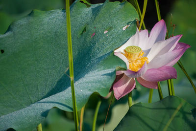 Close-up of water lily blooming outdoors