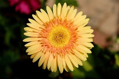 Close-up of yellow flower