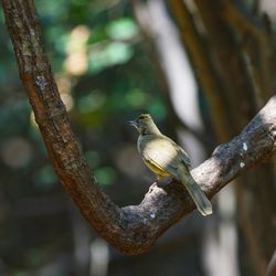 Close-up of bird perching on branch