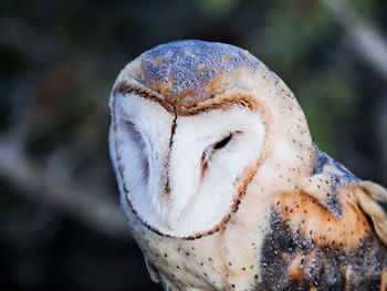 Close-up of a bird