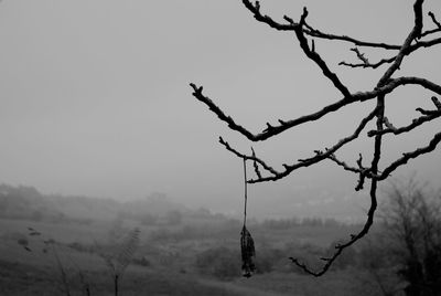 Bare tree against clear sky