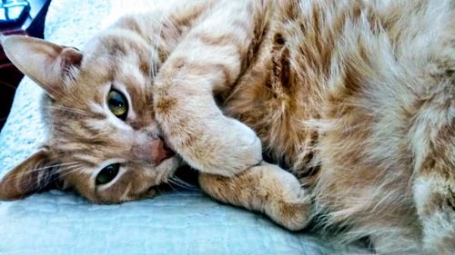 Close-up of ginger cat