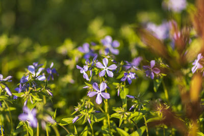 Close-up of purple flowering plant