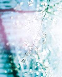 Close-up of flowers on tree