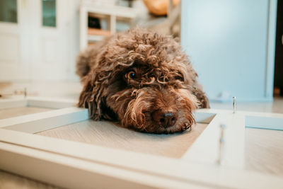 Portrait of dog relaxing on floor at home