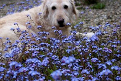 Portrait of dog on field