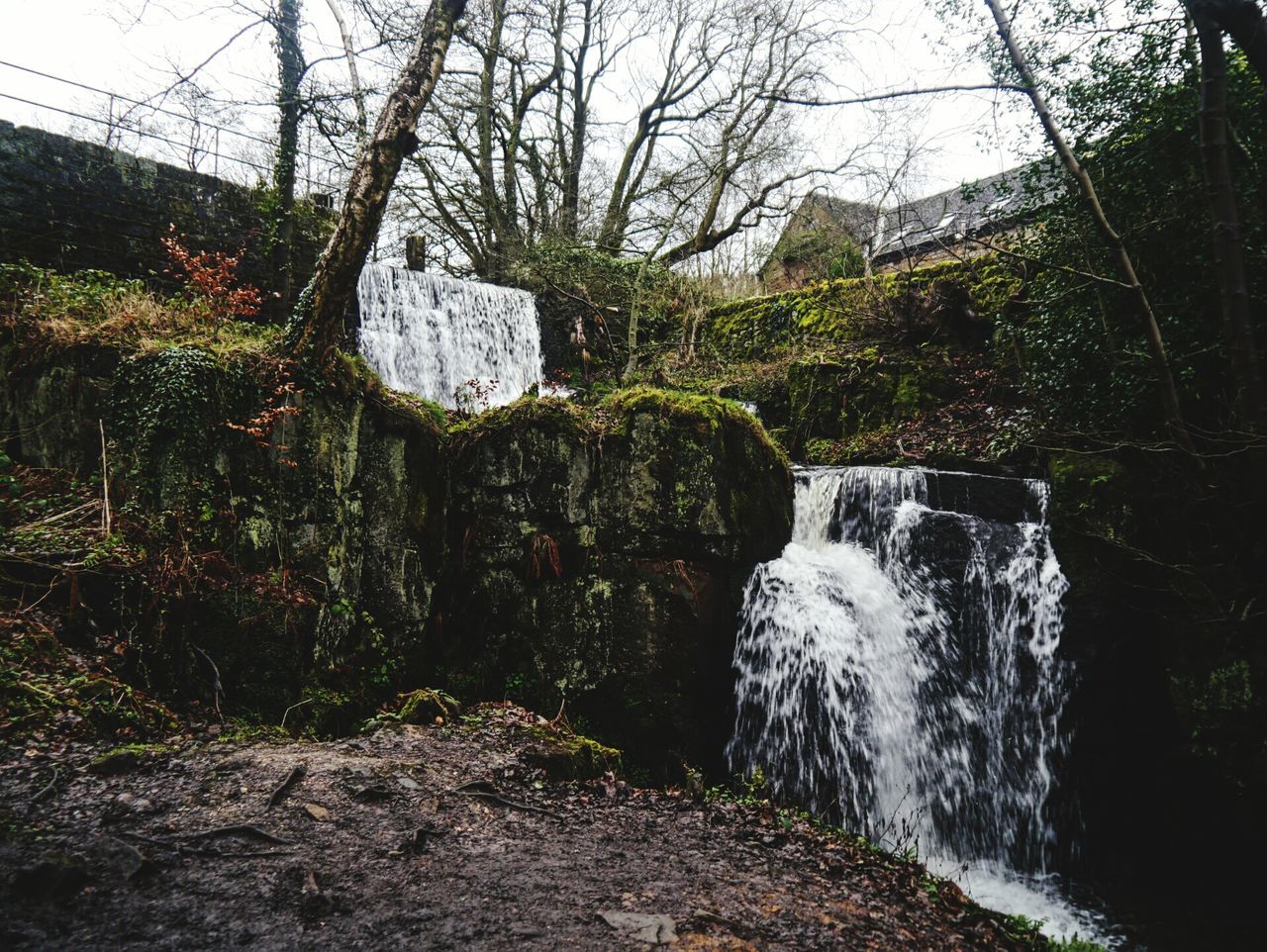 water, flowing water, waterfall, tree, motion, flowing, long exposure, rock - object, forest, nature, beauty in nature, river, stream, scenics, plant, growth, day, outdoors, tranquility, tranquil scene