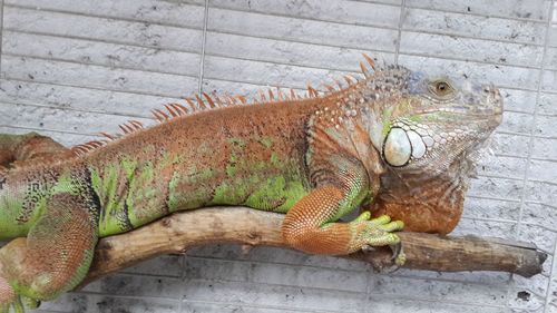 Close-up of lizard in the zoo