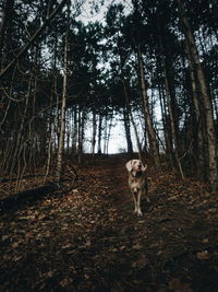 Portrait of dog in forest