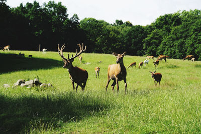 Goats on grassy field