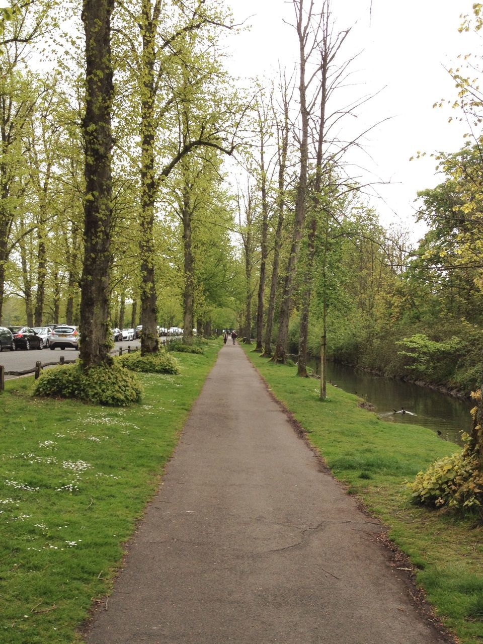 tree, the way forward, diminishing perspective, transportation, vanishing point, grass, road, growth, footpath, treelined, tranquility, green color, nature, park - man made space, tranquil scene, empty, tree trunk, day, street, branch