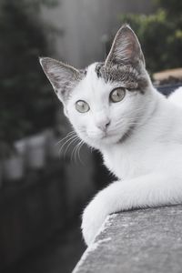 Close-up portrait of a cat