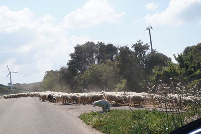 View of sheep on road against sky