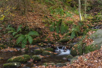 Stream flowing through rocks in forest