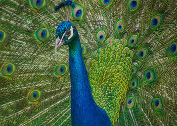 Close-up portrait of peacock