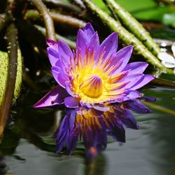 Close-up of pink flower-water lily