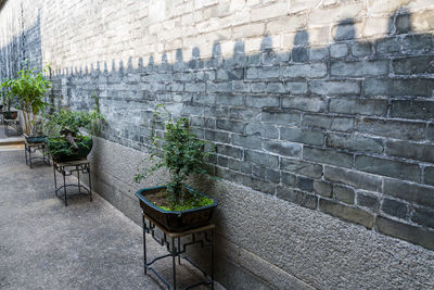 Potted plants on wall