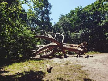 View of a reptile on a field