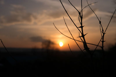 Silhouette plants on field against sky during sunset