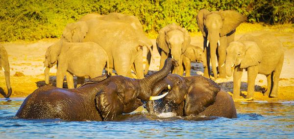 Elephant drinking water