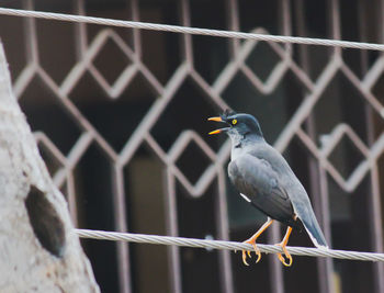 Close-up of bird perching on railing