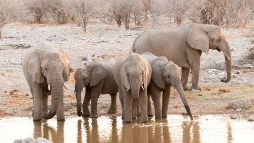 African elephants drinking water at lakeshore