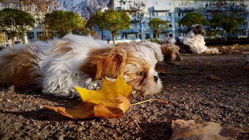 Dog lying on footpath during autumn