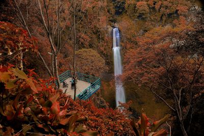 High angle view of autumn leaves in forest