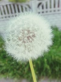 dandelion